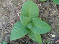 Incense tobacco plant with good quality and creamy taste.